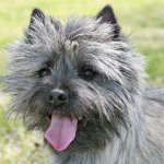 Cairn Terrier