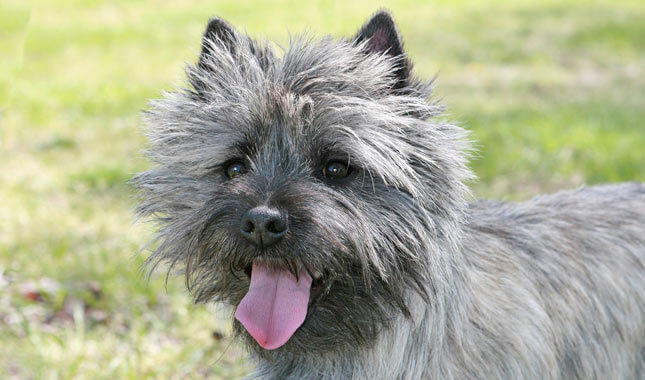 Cairn Terrier