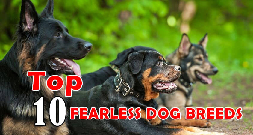 FEARLESS DOG BREEDS