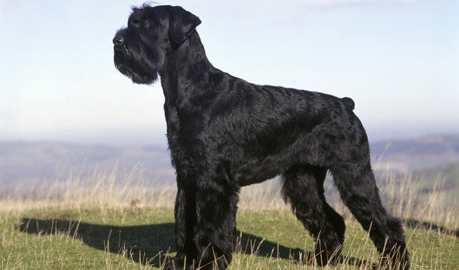 Giant Schnauzer