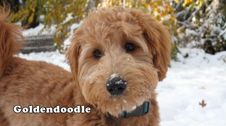 Goldendoodle