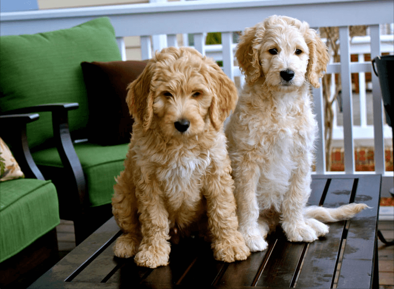 Goldendoodle-Facts