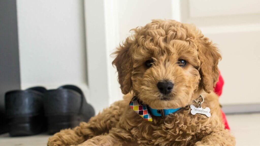 Goldendoodle-photo