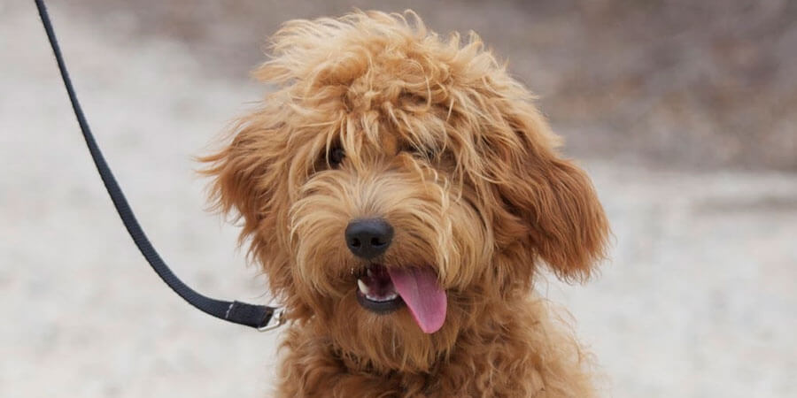 Goldendoodle