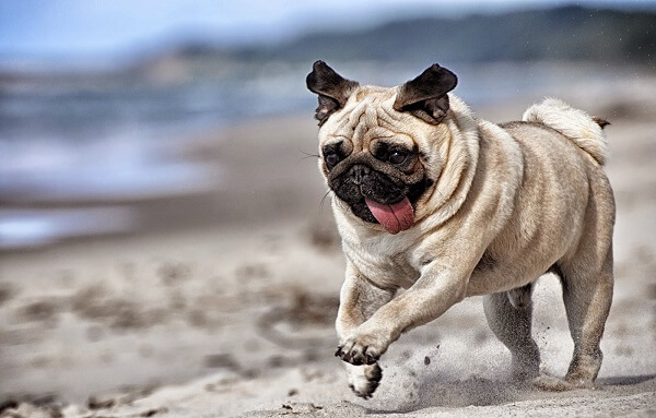 Healthy_pug_dog