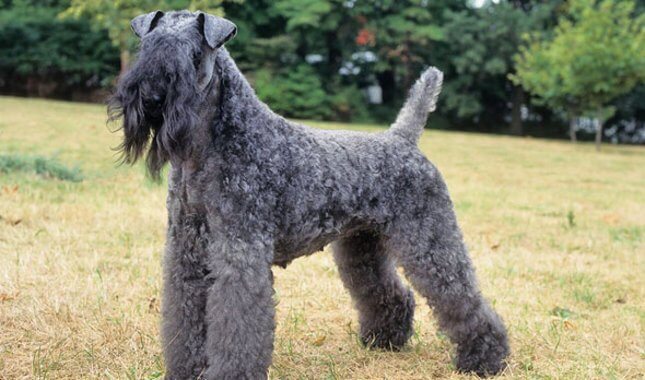 Kerry Blue Terrier