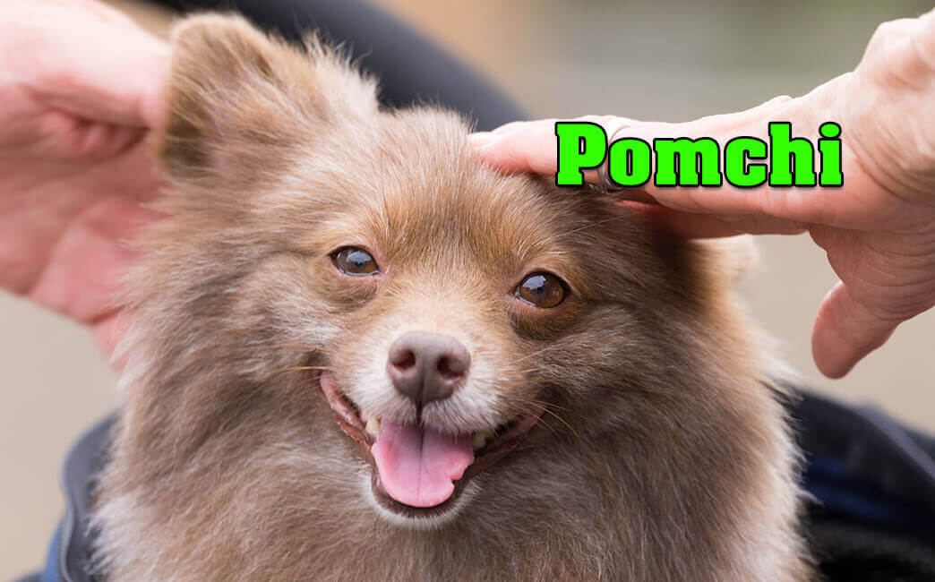 Pomchi