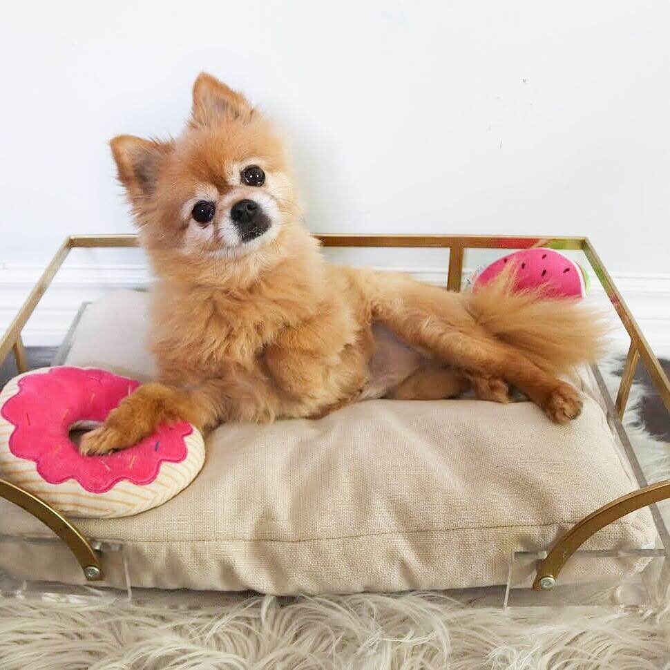 Pomchi_photo