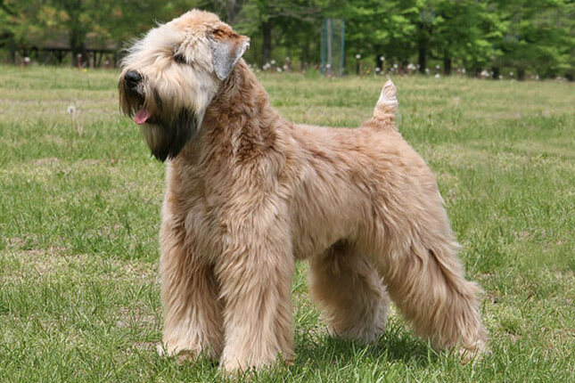 Soft Coated Wheaten Terrier