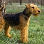 Welsh_terrier_dog