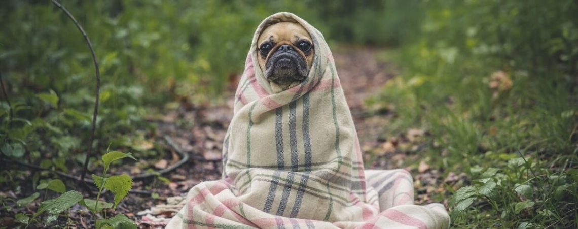 pug-in-blanket