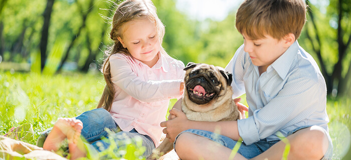 pug_ideal_with_children