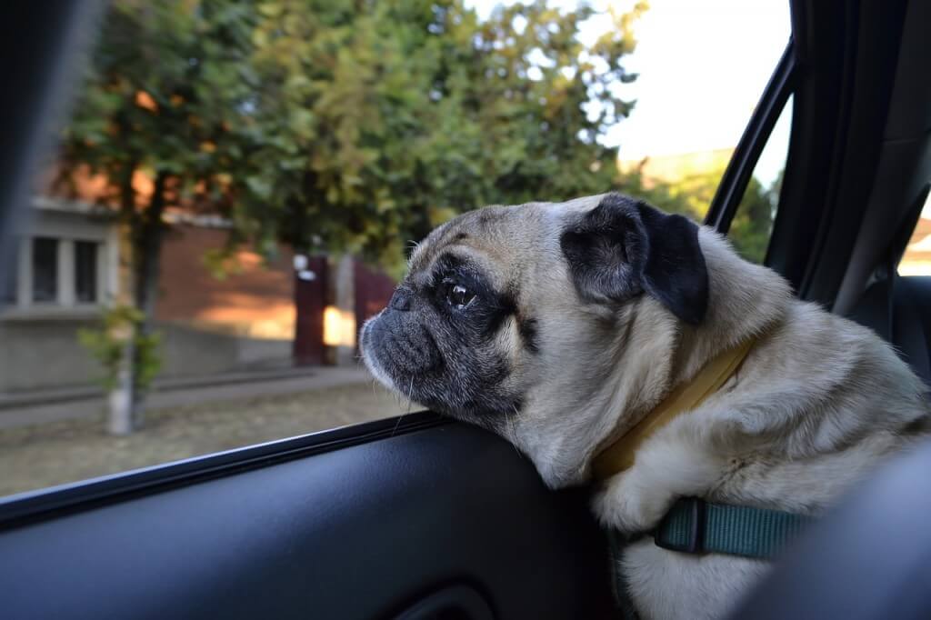 pug_long_life