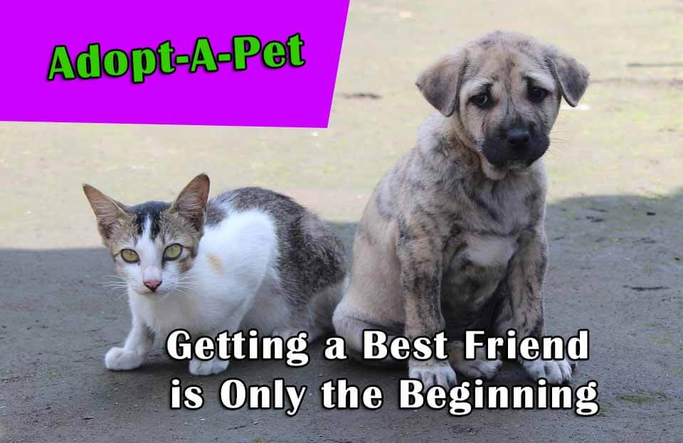 Adopt-pet