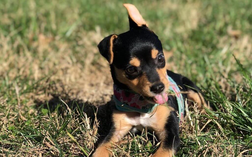 Beagle Chihuahua mix