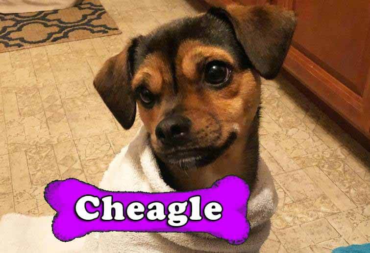 Cheagle