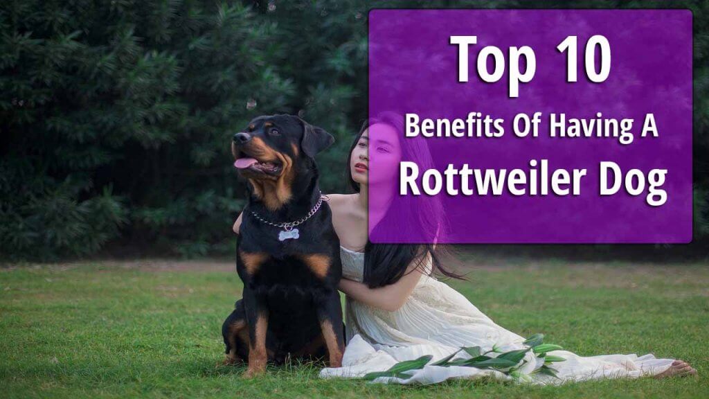 Top 10 Benefits Of Having A Rottweiler Dog Rottweiler Benefits