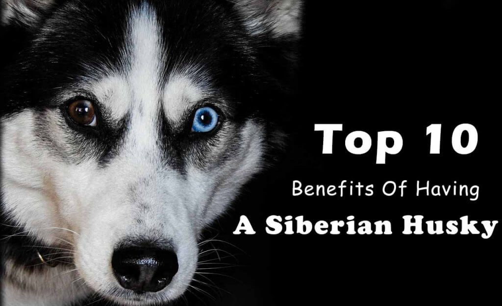 Top 10 Benefits Of Having A Siberian Husky dogmal