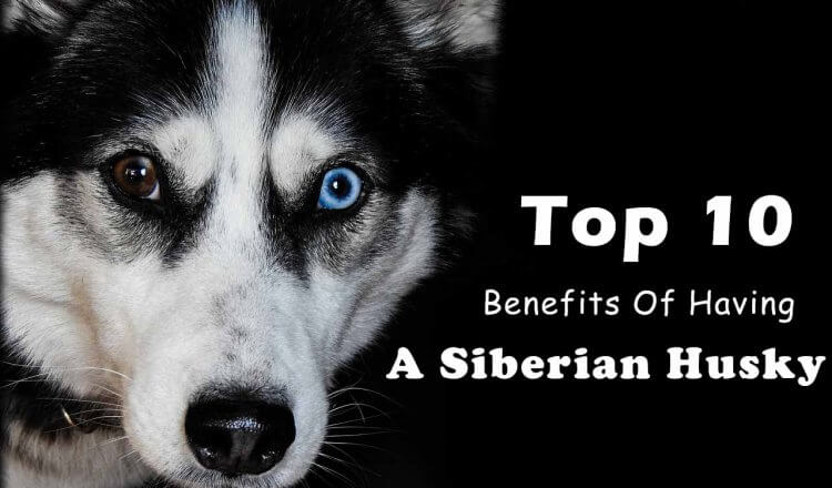 Siberian husky benefits
