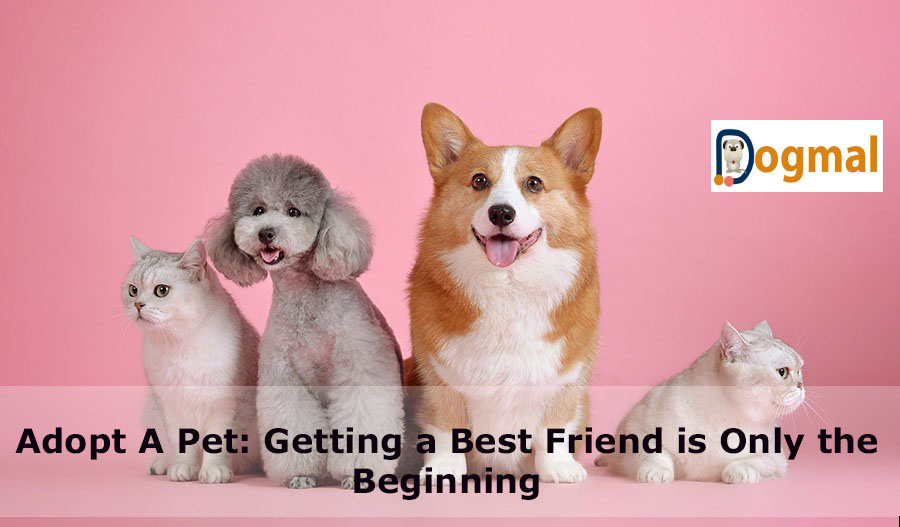 adopt-a-pet-beginning