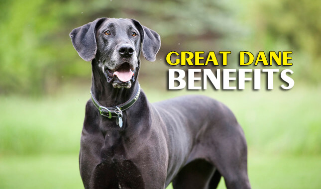 great dane benefits