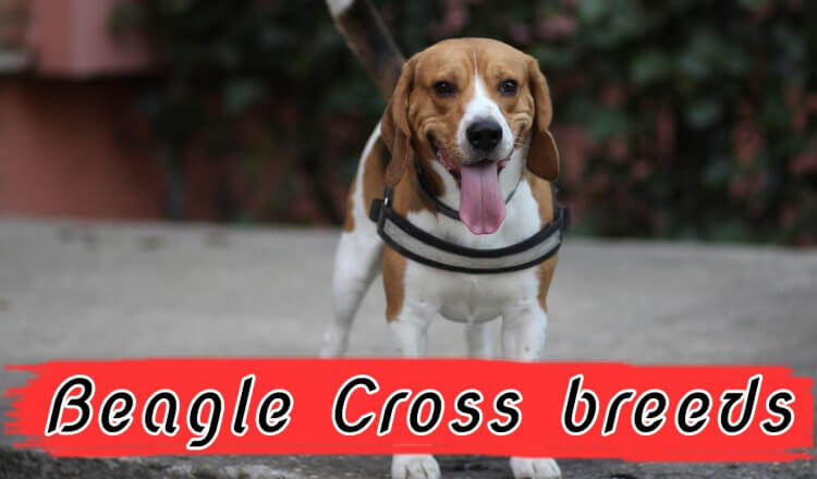 Beagle cross breeds
