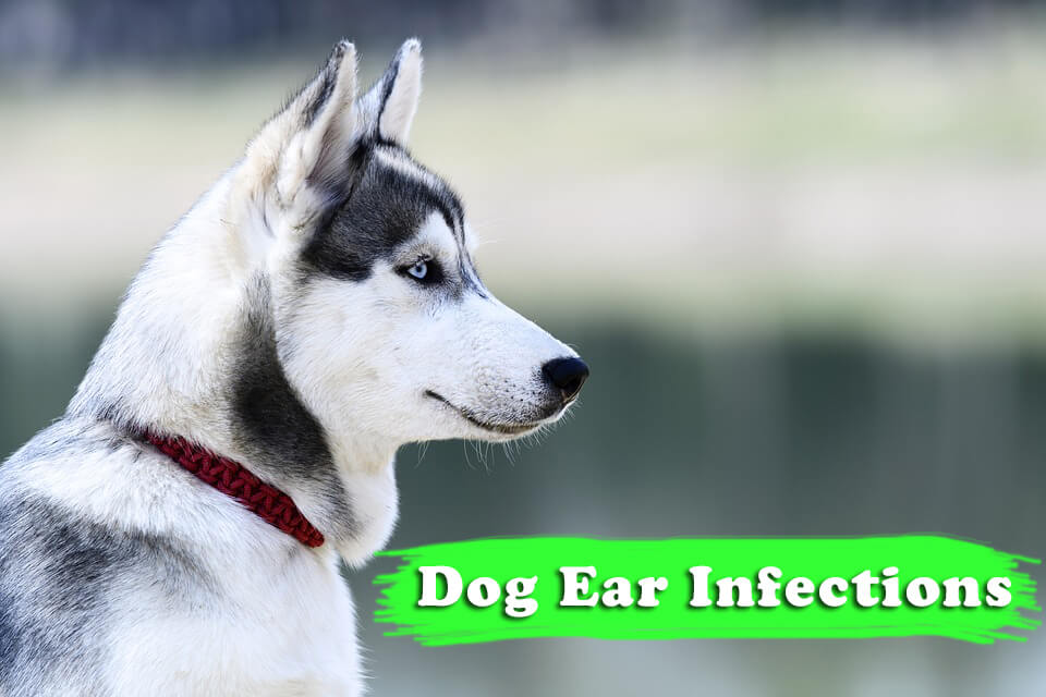 Dog Ear Infections