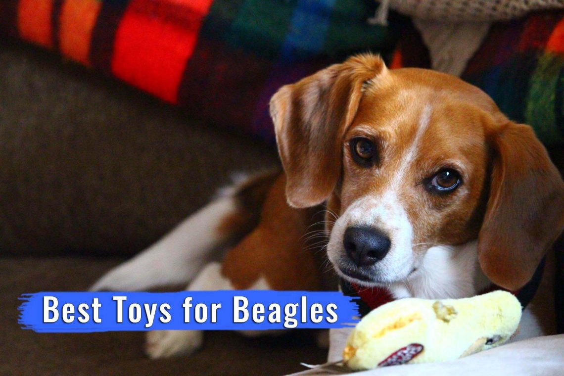 Best Toys for Beagles