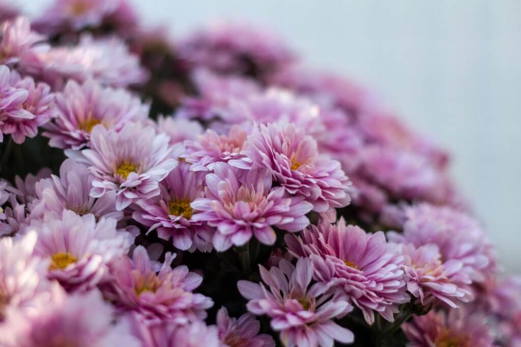 Chrysanthemum