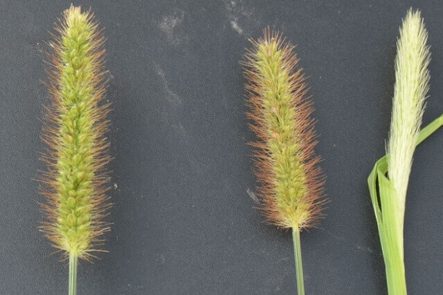 Foxtails