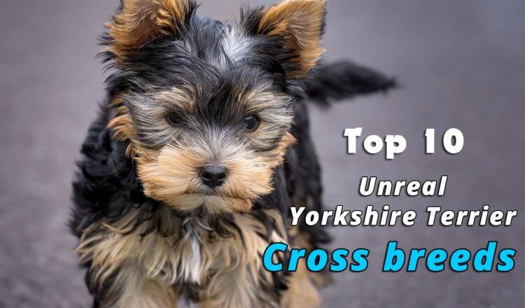 Yorkshire Terrier Cross Breeds