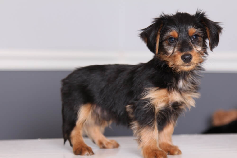 Top 10 Unreal Yorkshire Terrier Cross Breeds You Have To 