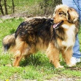 Afghan Collie