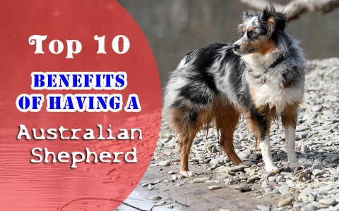 Australian Shepherd benefits