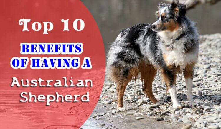 Australian Shepherd benefits