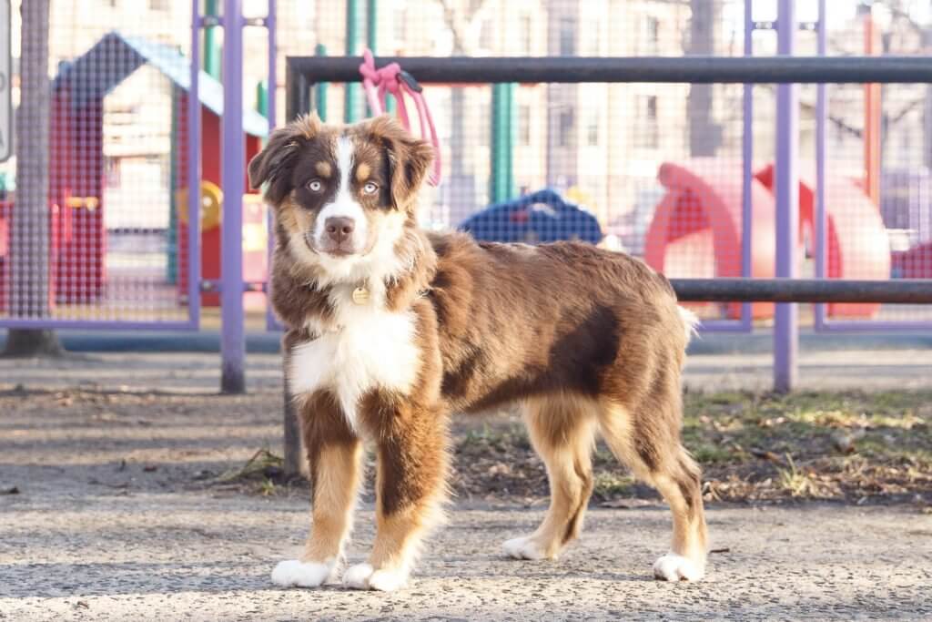 Australian Shepherd brown