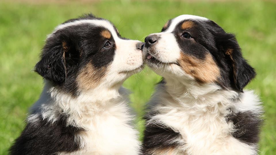 Australian Shepherd puppies