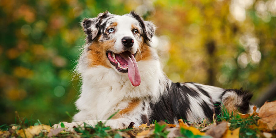 Australian Shepherd