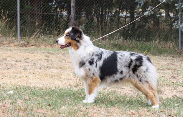 Australian Shepherd pros