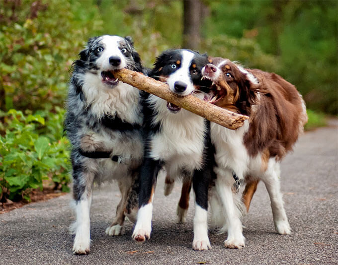 Australian Shepherds