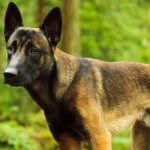 Belgian Malinois