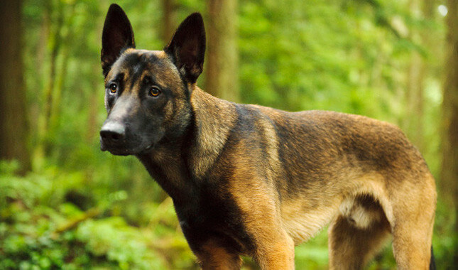 Belgian Malinois