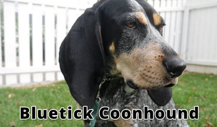 Bluetick Coonhound