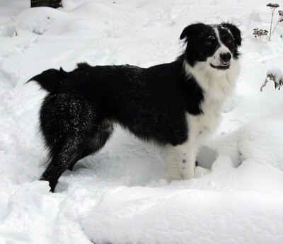 Border Aussie