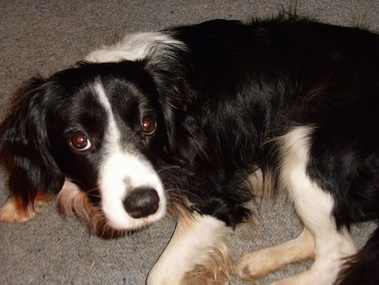 Border Collie Cocker