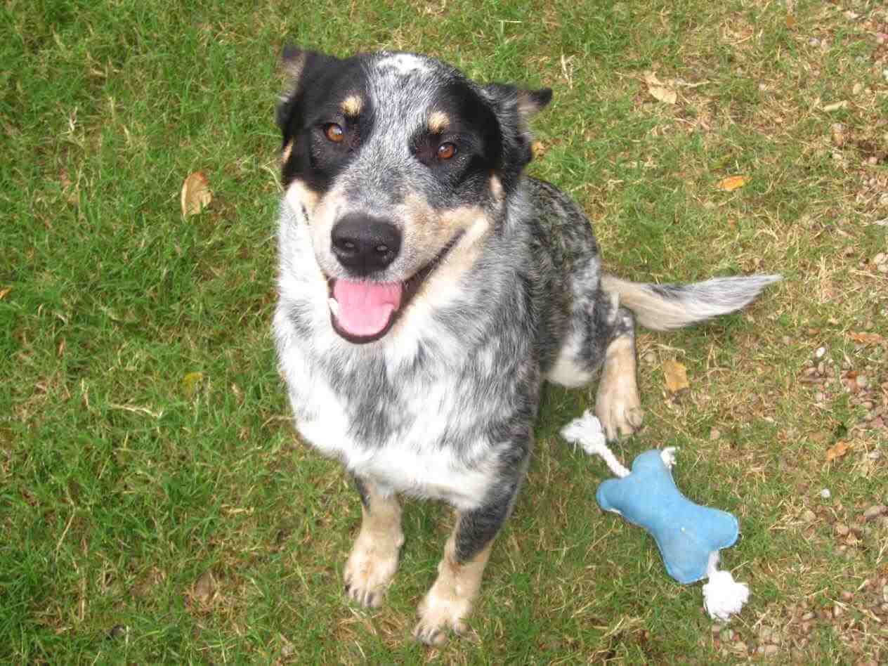 Top 12 Unbelievable Border Collie Mixes breeds (Cross breeds)