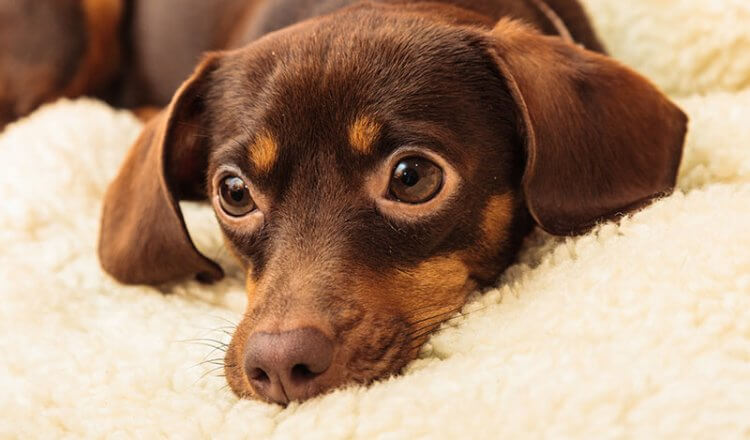 Chiweenie