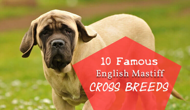 10 Famous English Mastiff cross breeds