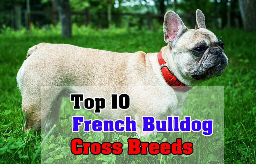 French Bulldog Cross Breeds