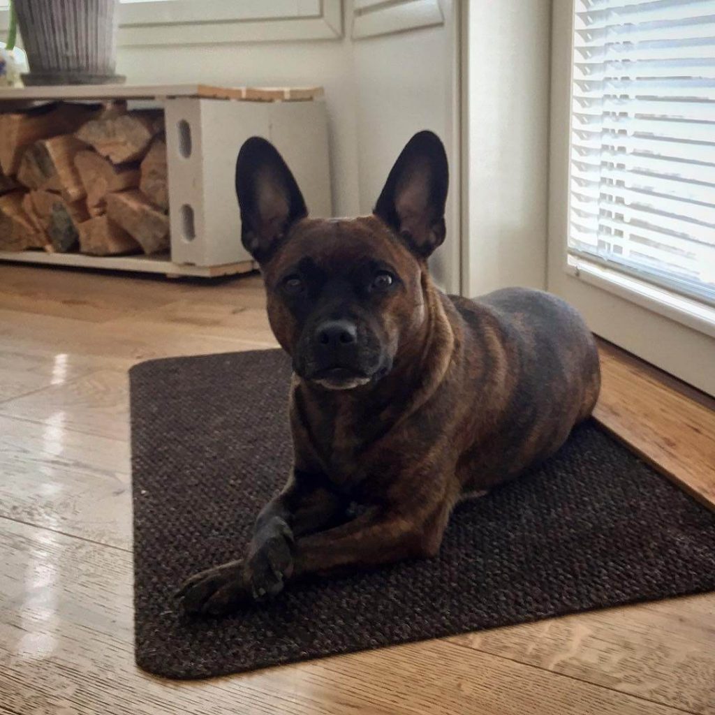 french bulldog mixed with a chihuahua